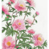 Jardin Inmprévu Pivoines Gabriel Riesnert A4_Arches_1