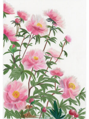 Jardin Inmprévu Pivoines Gabriel Riesnert A4_Arches_1