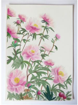 Jardin Inmprévu Pivoines Gabriel Riesnert A4_Arches_2