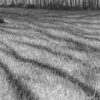 A l'ombre III Aurélie Sicas_Fusain sur papier_30x24cm_2024